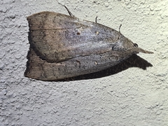 Rhapsa suscitatalis