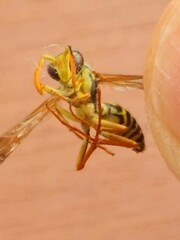 Polistes chinensis