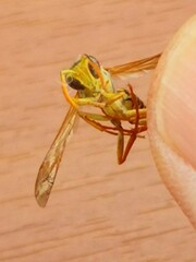 Polistes chinensis