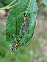 Nephrotoma australasiae
