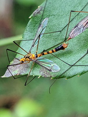 Nephrotoma australasiae