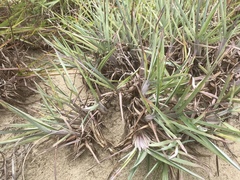 Schizachyrium littorale