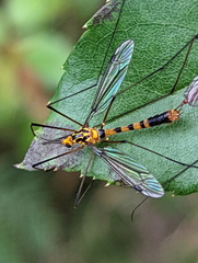 Nephrotoma australasiae