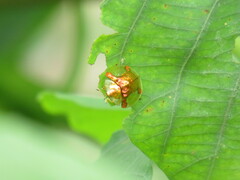 Aspidimorpha sanctaecrucis