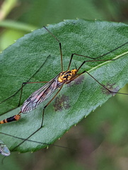 Nephrotoma australasiae