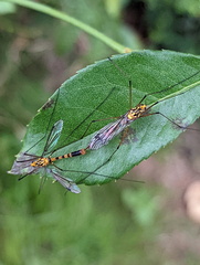Nephrotoma australasiae