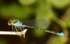 Erythromma viridulum