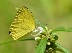 Eurema