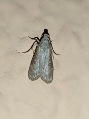 Lamoria anella