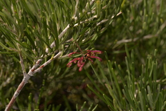 Grevillea pinaster