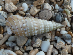 Rhinoclavis bituberculata