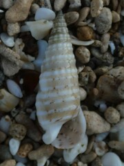 Rhinoclavis bituberculata