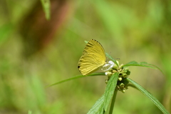 Eurema