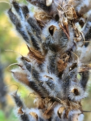 Lupinus polyphyllus polyphyllus