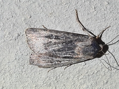 Agrotis