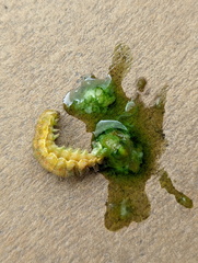 Helicoverpa punctigera