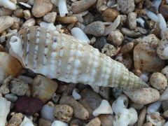 Rhinoclavis bituberculata