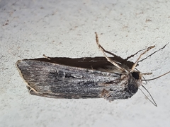 Agrotis