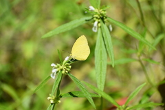 Eurema