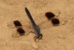 Brachythemis impartita