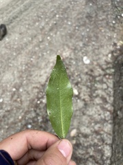 Passiflora tetrandra