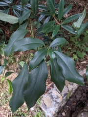 Dendropanax dentiger