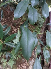 Dendropanax dentiger