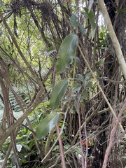 Passiflora tetrandra