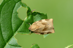 Choristoneura hebenstreitella