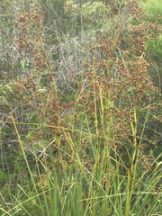 Cladium mariscus jamaicense