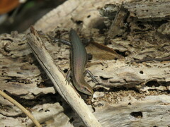 Lampropholis delicata