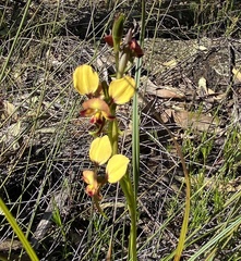 Diuris corymbosa