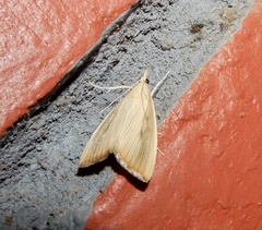 Pyraustinae
