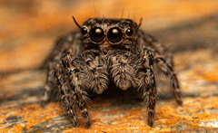 Hyllus