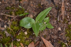 Pterostylis chlorogramma