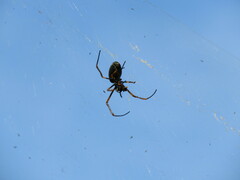 Trichonephila plumipes