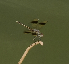 Brachythemis impartita