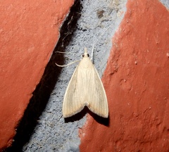 Pyraustinae