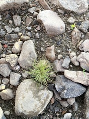 Fimbristylis vahlii