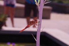 Libellula saturata