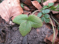 Fragaria vesca