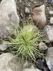 Fimbristylis vahlii