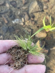 Fimbristylis vahlii