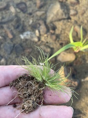 Fimbristylis vahlii