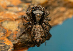 Hyllus