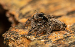 Hyllus