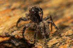 Hyllus