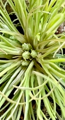 Fimbristylis vahlii