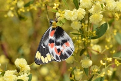 Delias harpalyce