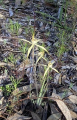 Caladenia xantha